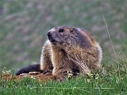 65 Marmota marmota (Marmotta delle Alpi) in osservazione